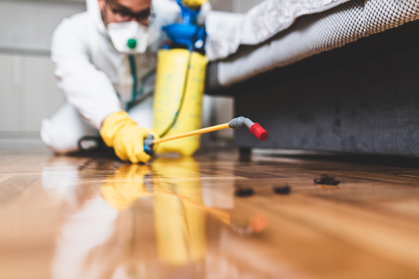lake-macquarie-pest-control