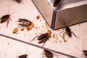 Cockroach Control: Tips for Keeping Your Home Roach-Free