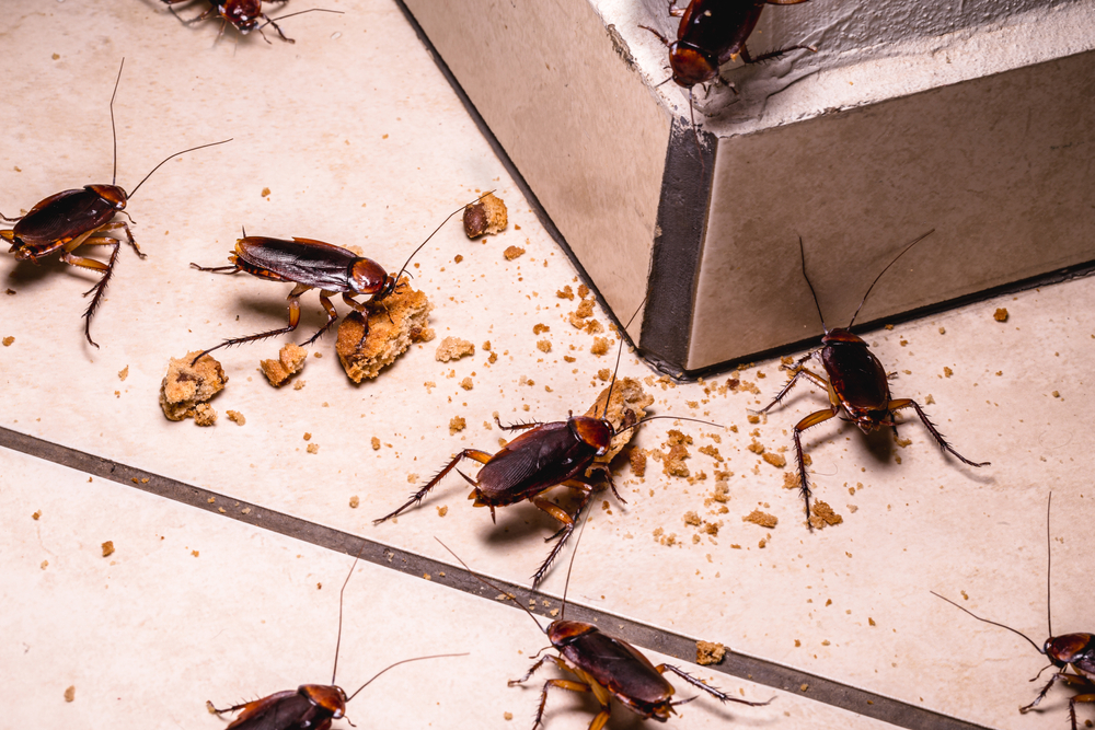 Cockroach Control: Tips for Keeping Your Home Roach-Free