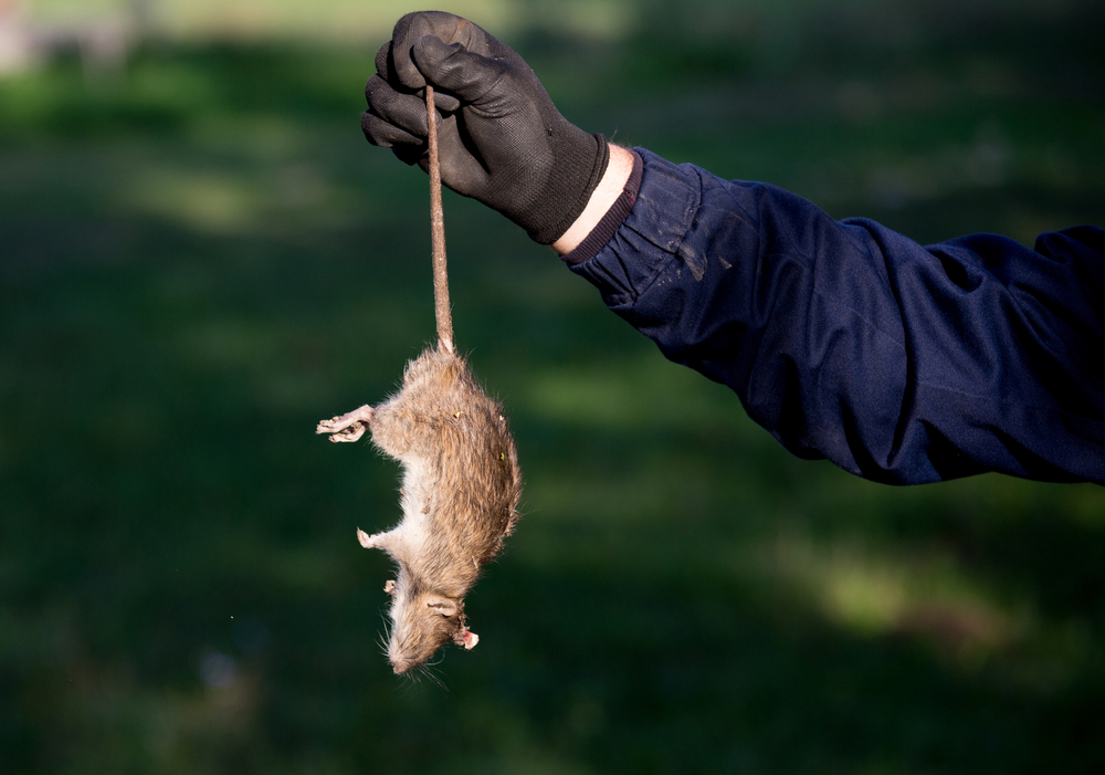 Controlling Rodent Populations