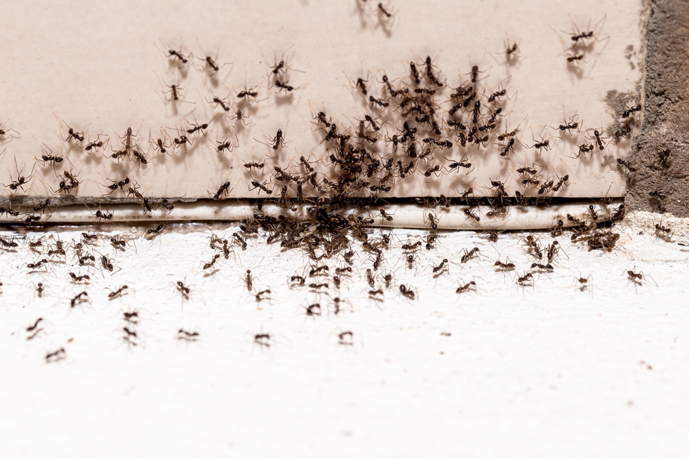 Dealing with Ants in Your Home