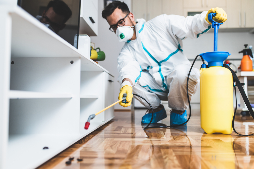 How to Assess and Handle Infestations