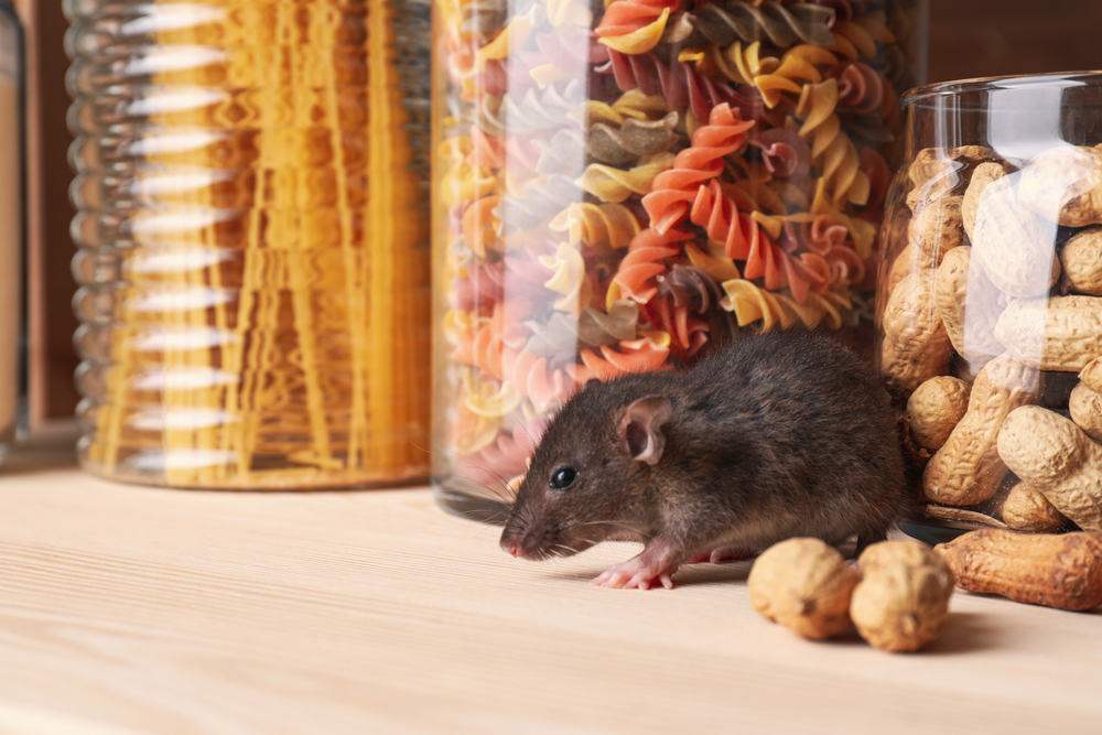 Identifying and Understanding Common Rodent Infestations