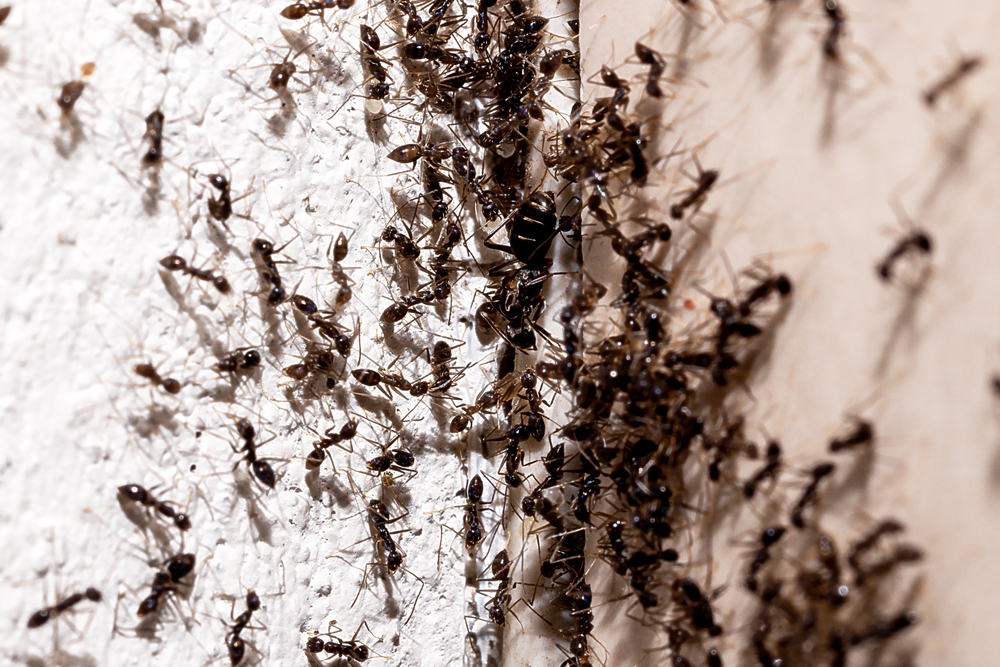 Identifying and Understanding the Ants in Your Home