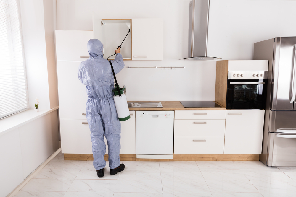 The Importance of Pest Inspections