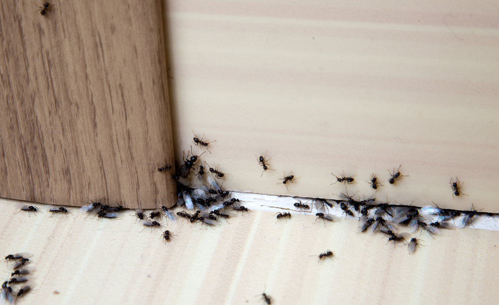 Tiny Invaders: Dealing with Ants in Your Home