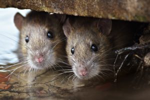 Understanding and Controlling Rodent Populations in Your Space