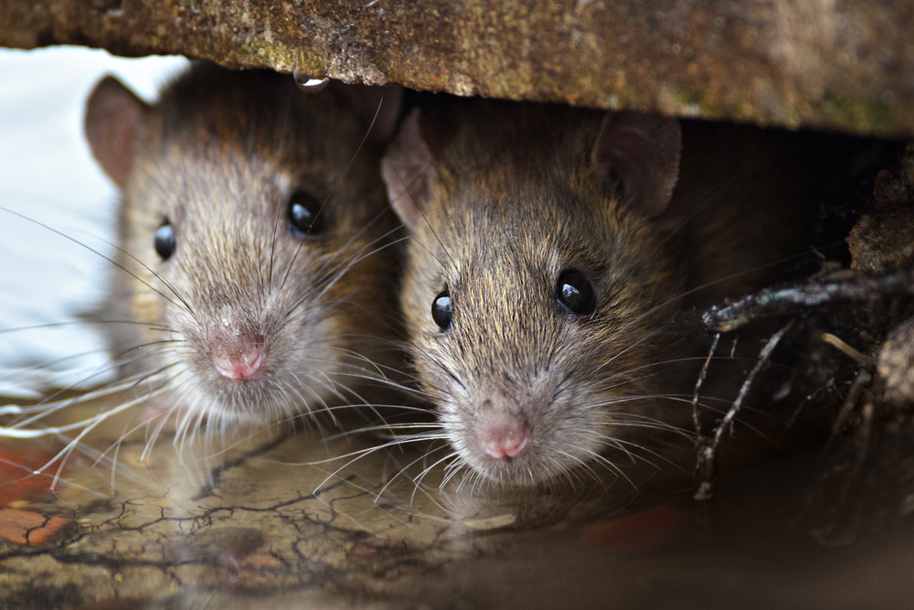 Understanding and Controlling Rodent Populations in Your Space
