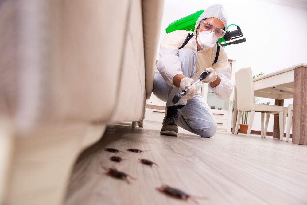 pest,control,contractor,working,in,the,flat